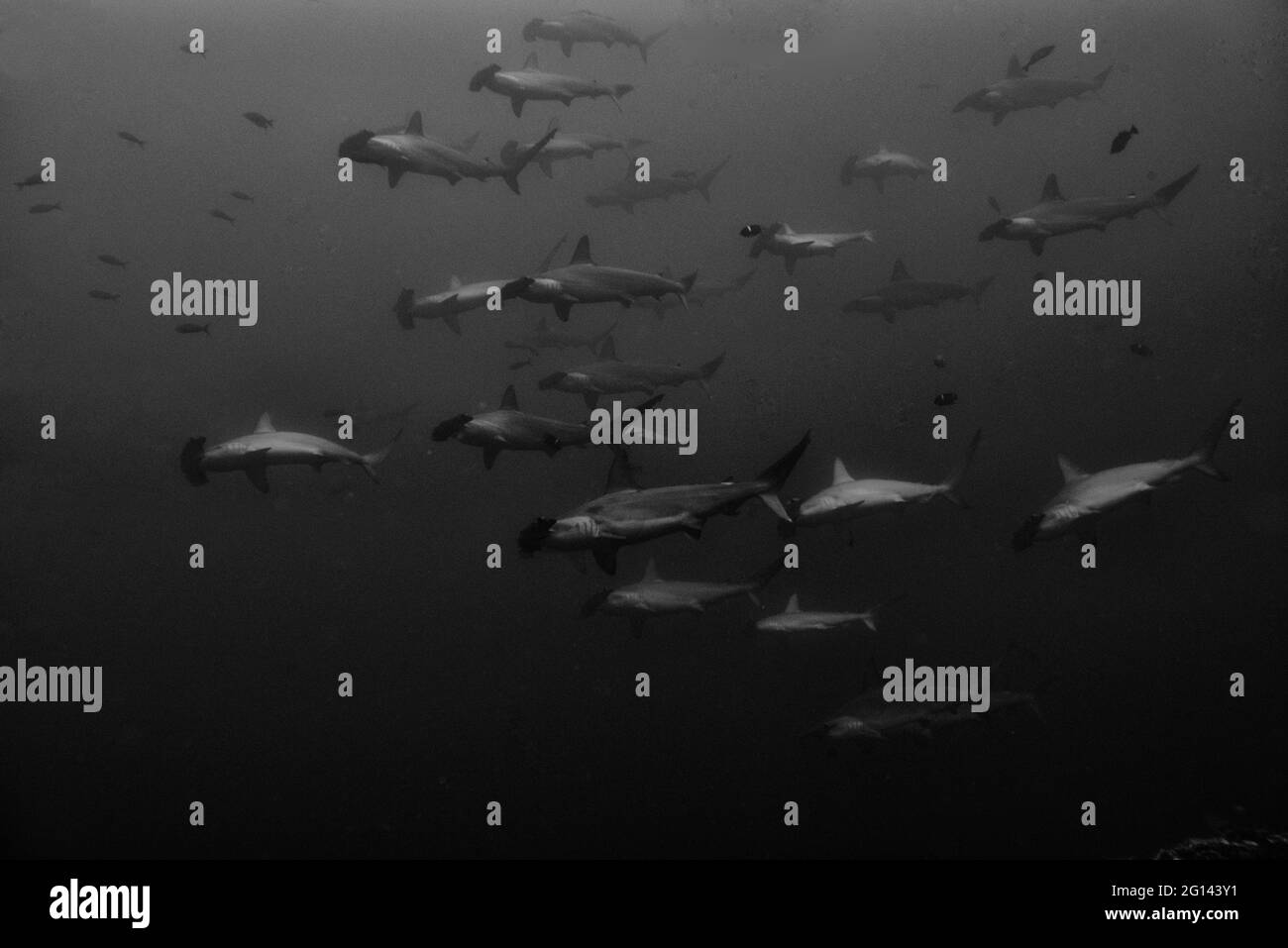 Underwater Scenes from Cocos Island, Costa Rica Stock Photo Alamy