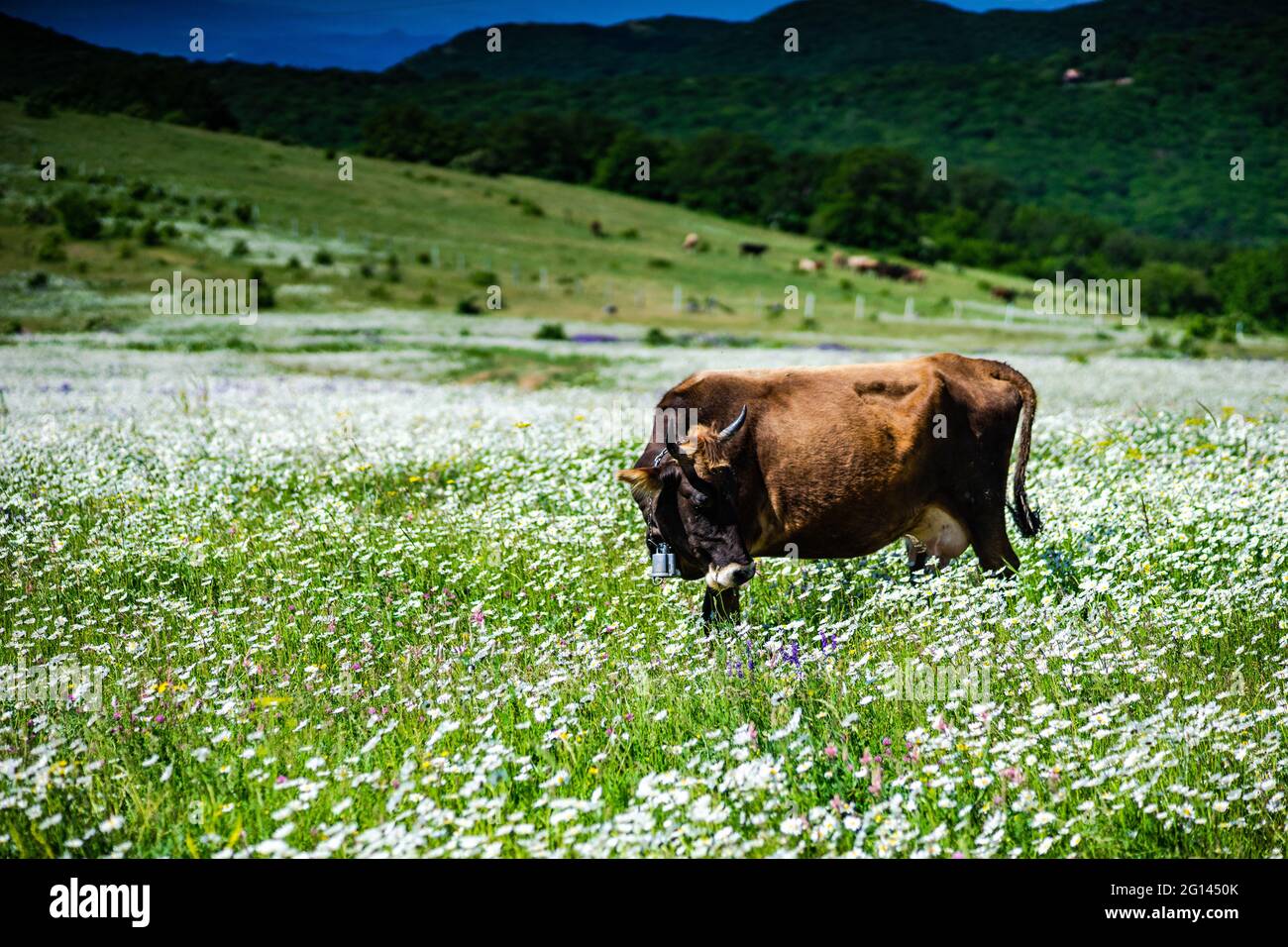 Summer background with rural meadow with wild flowers Stock Photo - Alamy