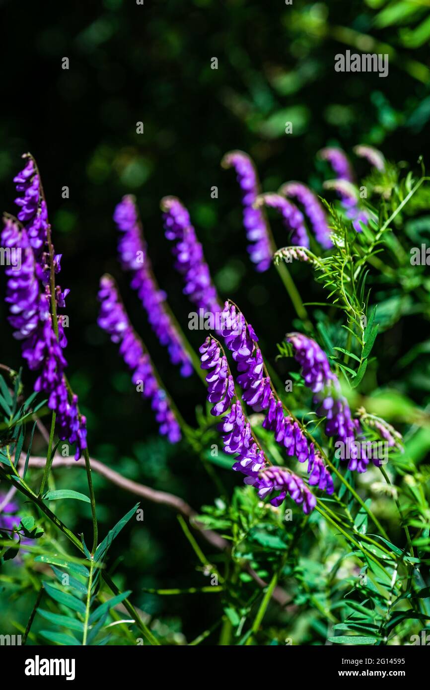 Close up of blue flowers in a forest Stock Photo - Alamy