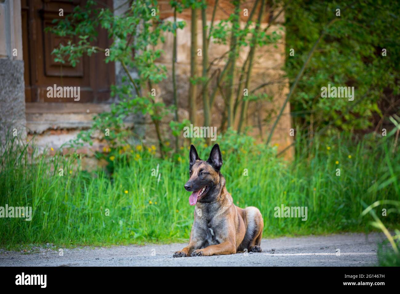 Belgian Shepherd Dog (Malinois) Stock Photo