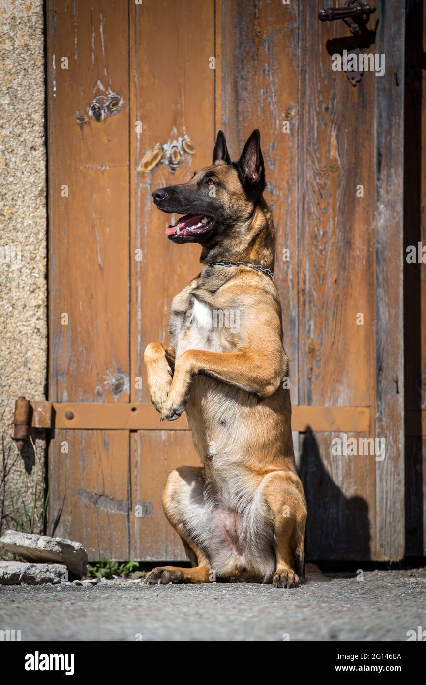 Belgian Shepherd Dog (Malinois) doing tricks Stock Photo