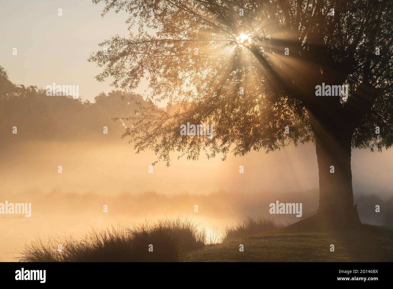 The early morning sun bursts through a silhouetted tree by a mist covered pond Stock Photo
