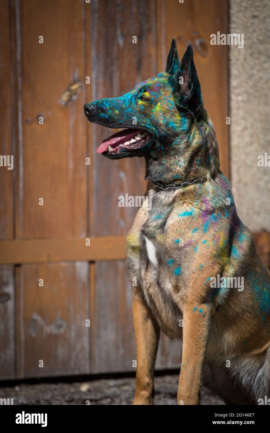 Belgian Shepherd Dog (Malinois), colorful with holi powder Stock Photo