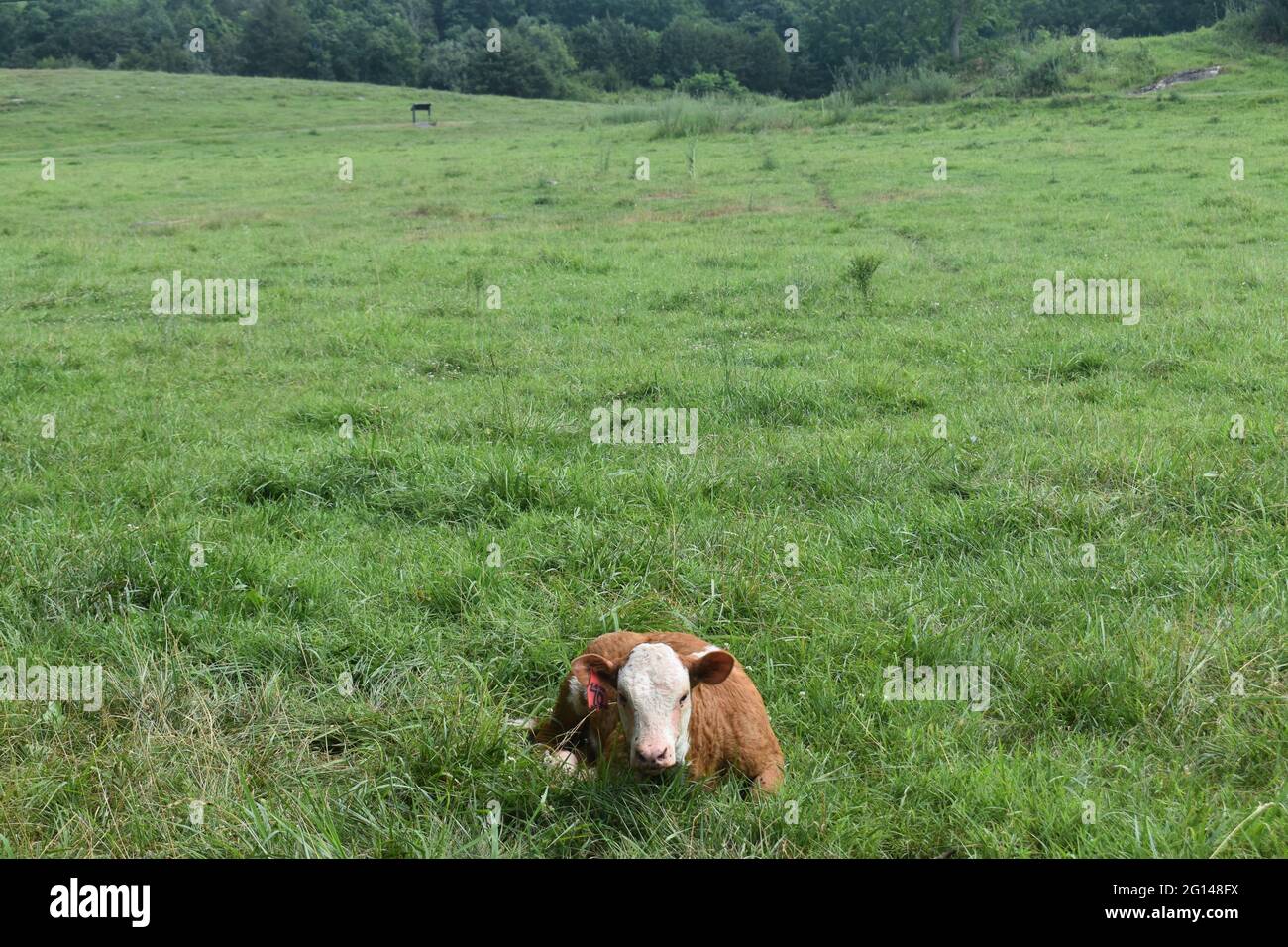 a baby cow laying in the middle of a big grassy field Stock Photo - Alamy