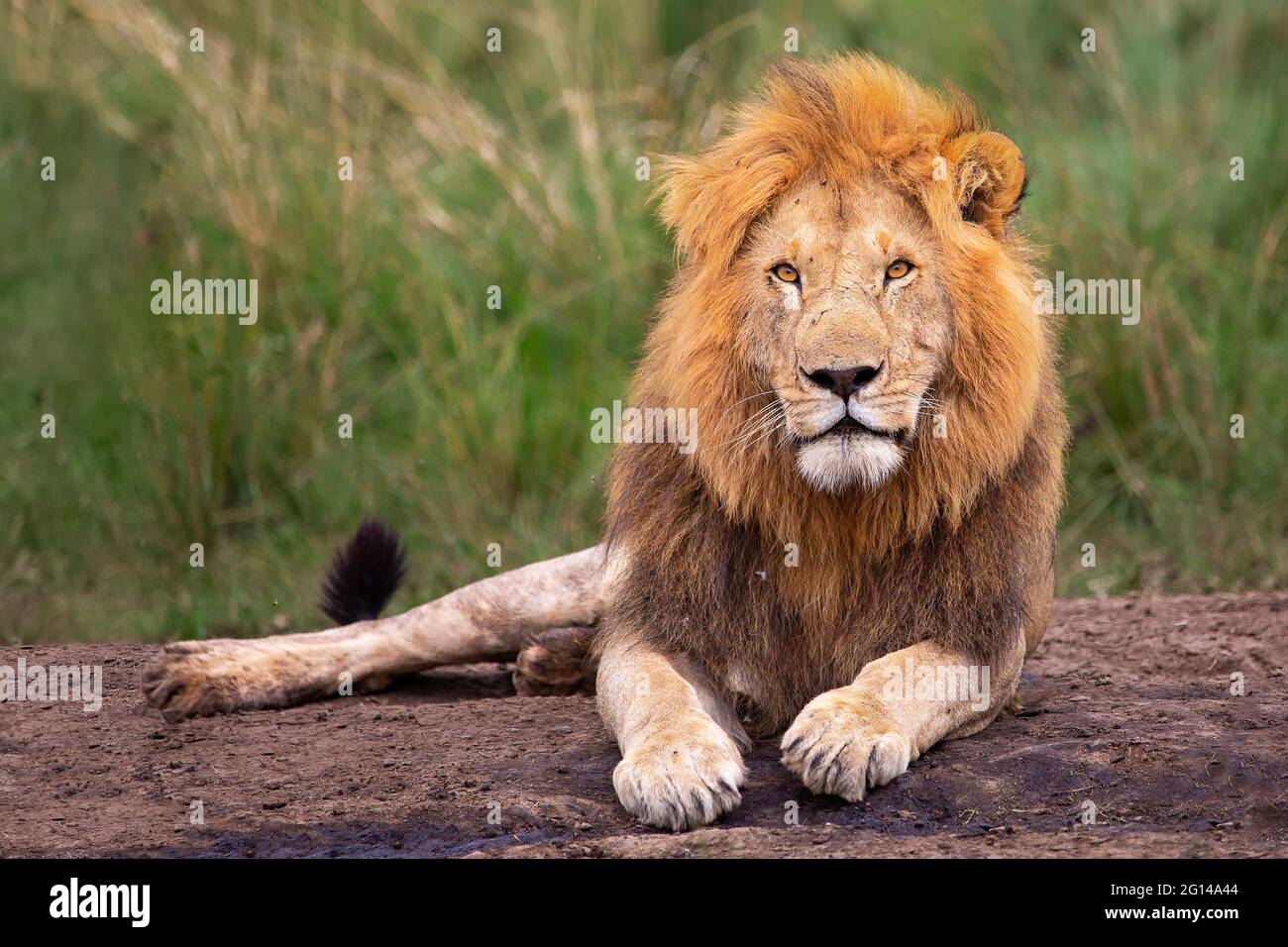 Lion looking in Maasai Mara, Kenya Stock Photo