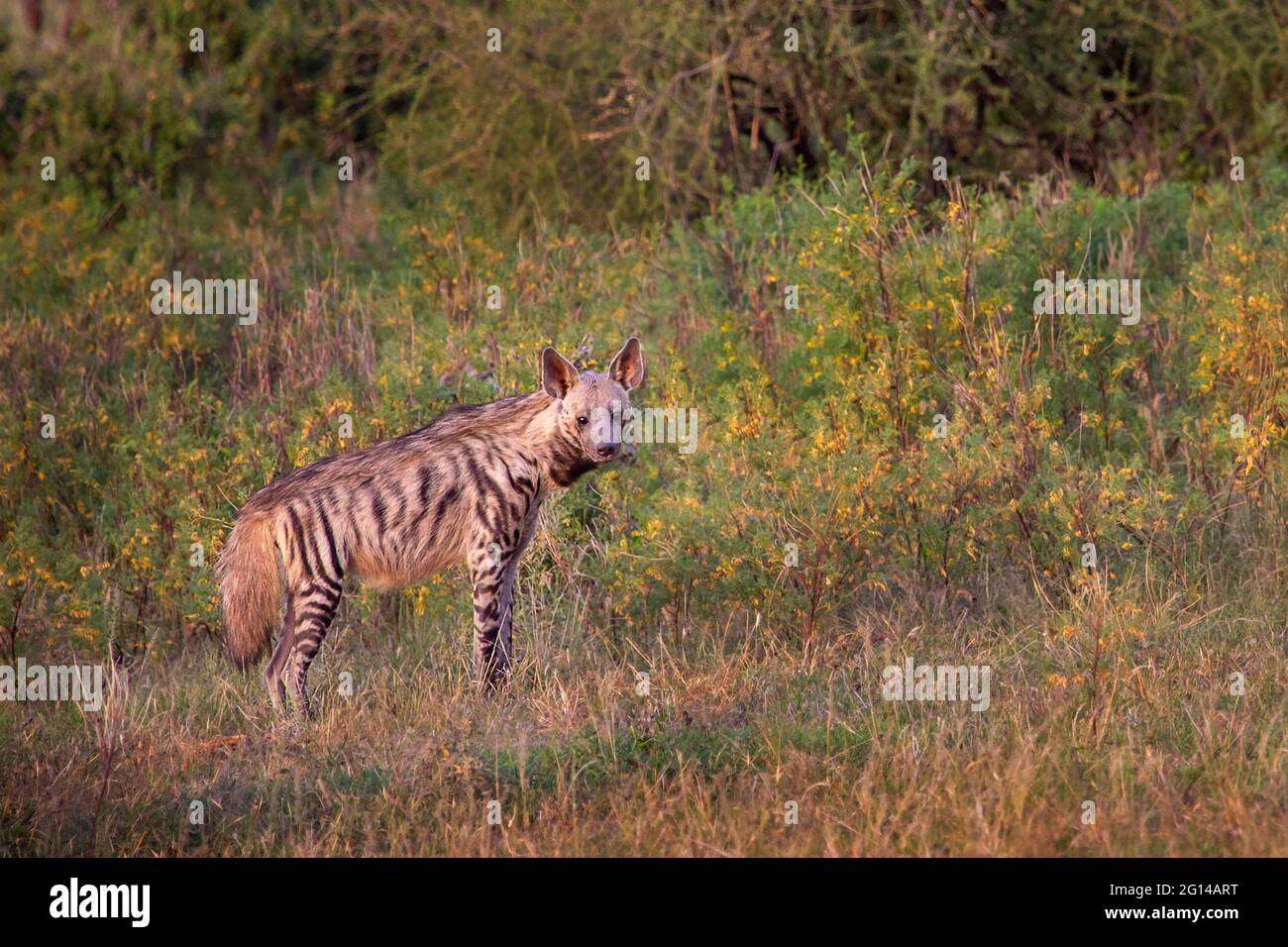 Striped hyena in Samburu, Kenya, Africa Stock Photo
