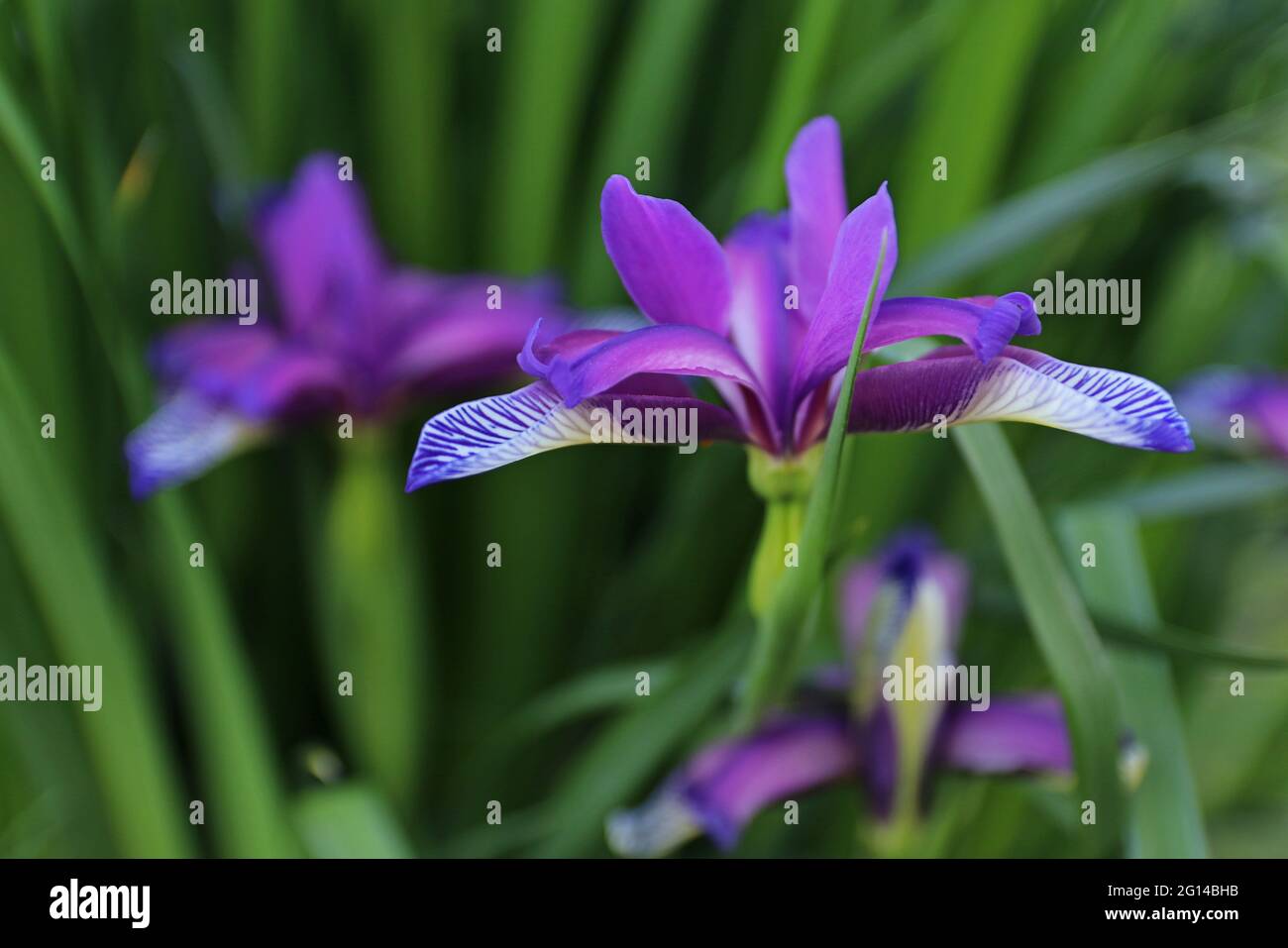 Iris graminea on blurred background.  Blue and violet flowers, almost hidden by narrow, grassy leaves, and a plum scented fragrance. It is cultivated Stock Photo