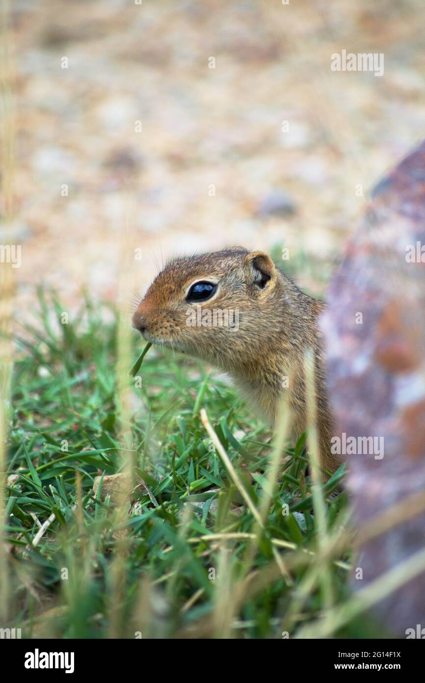 Ground Squirrel eating grass Stock Photo Alamy