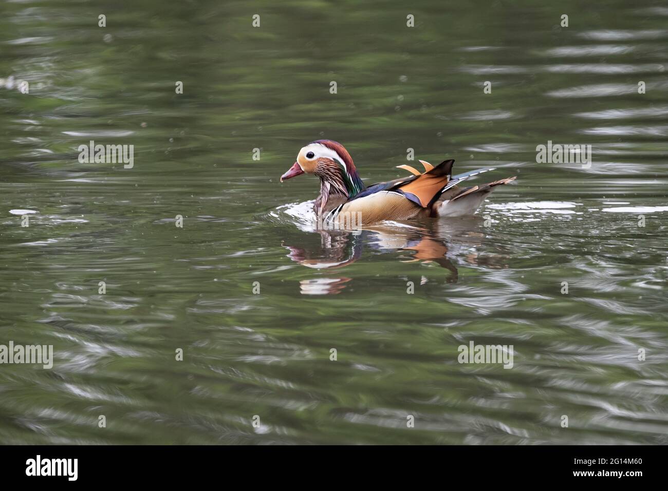 Mandarin duck swimming on lake hires stock photography and images Alamy