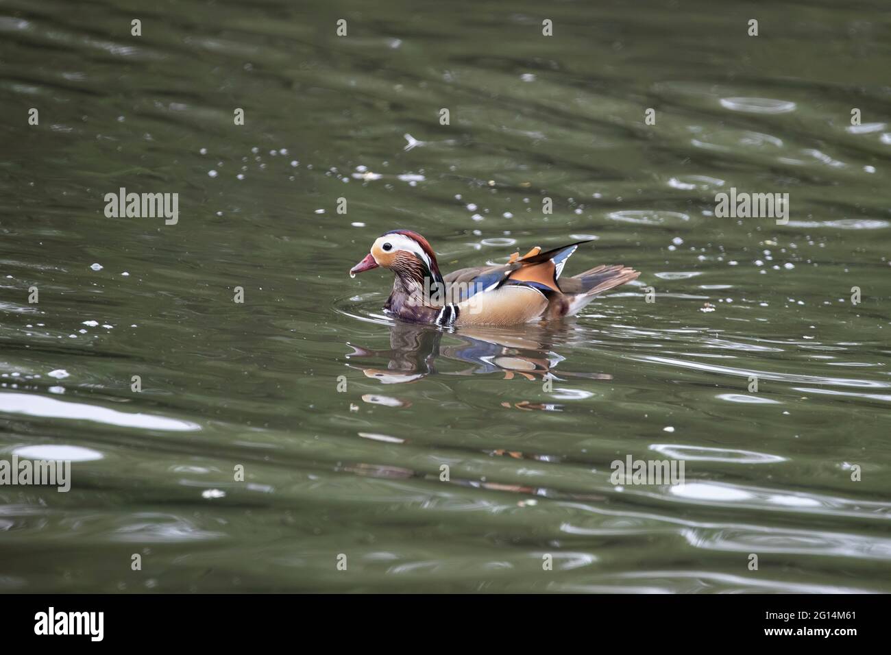 Mandarin duck swimming on lake hires stock photography and images Alamy