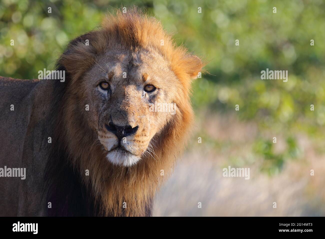 Afrikanischer Löwe / African lion / Panthera leo Stock Photo - Alamy