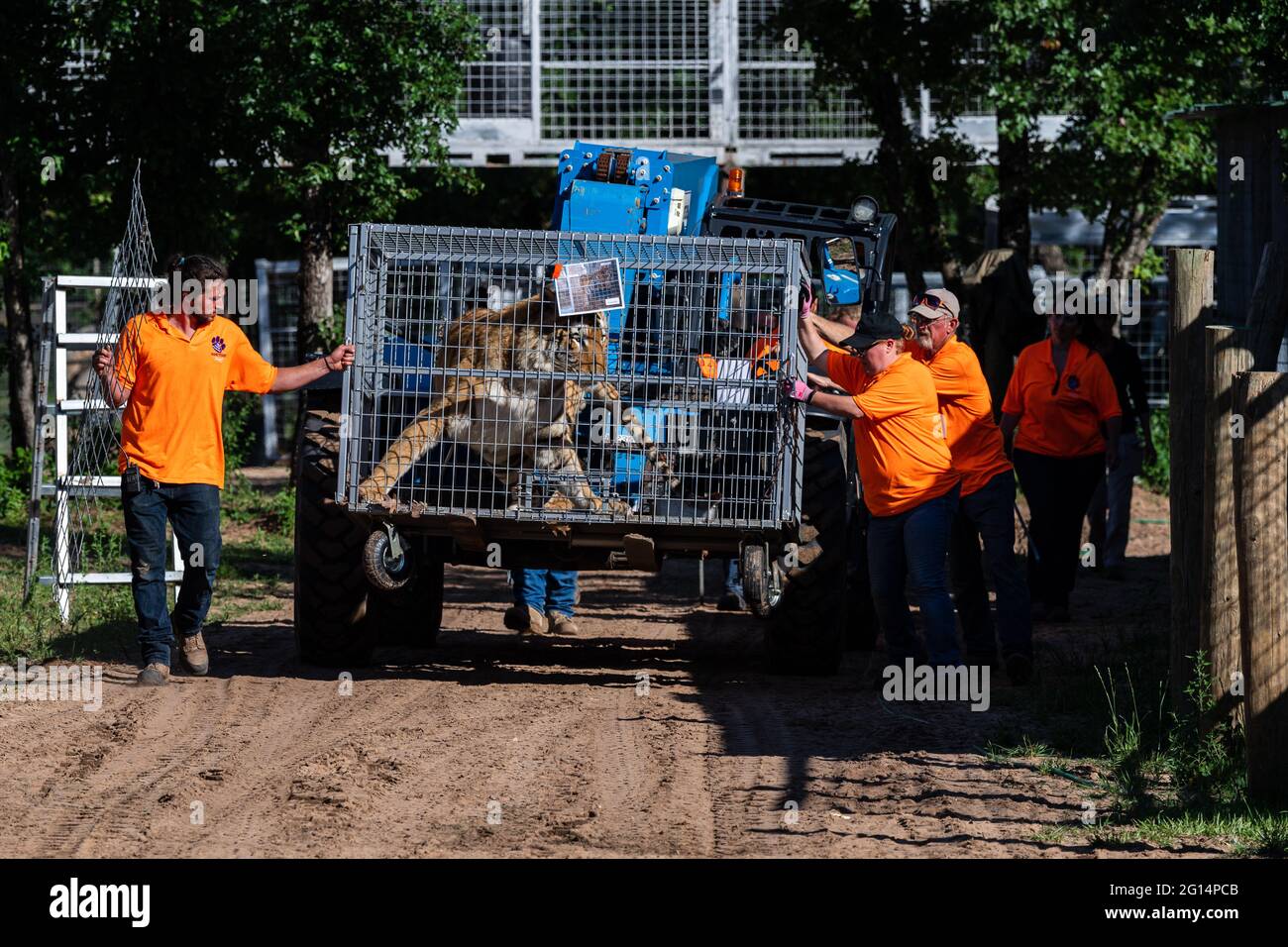 U.S. Marshals seize 68 protected lions, tigers, lion-tiger hybrids, and a jaguar from Jeffrey and Lauren Lowe Tiger King Park May 17, 2021 in Thackerville, Oklahoma. The park, formerly owned by the Tiger King, Joe Exotic, was seized for violating  the Endangered Species Act. Stock Photo