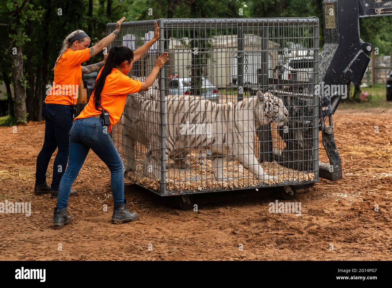 Workers move cages holding a white tiger as U.S. Marshals seize 68 protected lions, tigers, lion-tiger hybrids, and a jaguar from Jeffrey and Lauren Lowe Tiger King Park May 17, 2021 in Thackerville, Oklahoma. The park, formerly owned by the Tiger King, Joe Exotic, was seized for violating  the Endangered Species Act. Stock Photo
