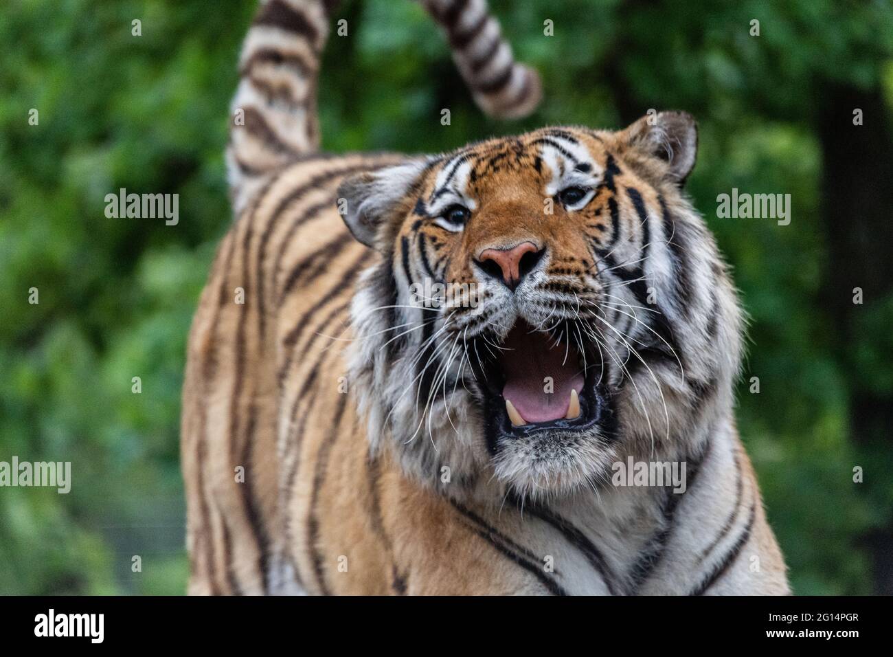 A tiger growls as U.S. Marshals seize 68 protected lions, tigers, lion-tiger hybrids, and a jaguar from Jeffrey and Lauren Lowe Tiger King Park May 17, 2021 in Thackerville, Oklahoma. The park, formerly owned by the Tiger King, Joe Exotic, was seized for violating  the Endangered Species Act. Stock Photo