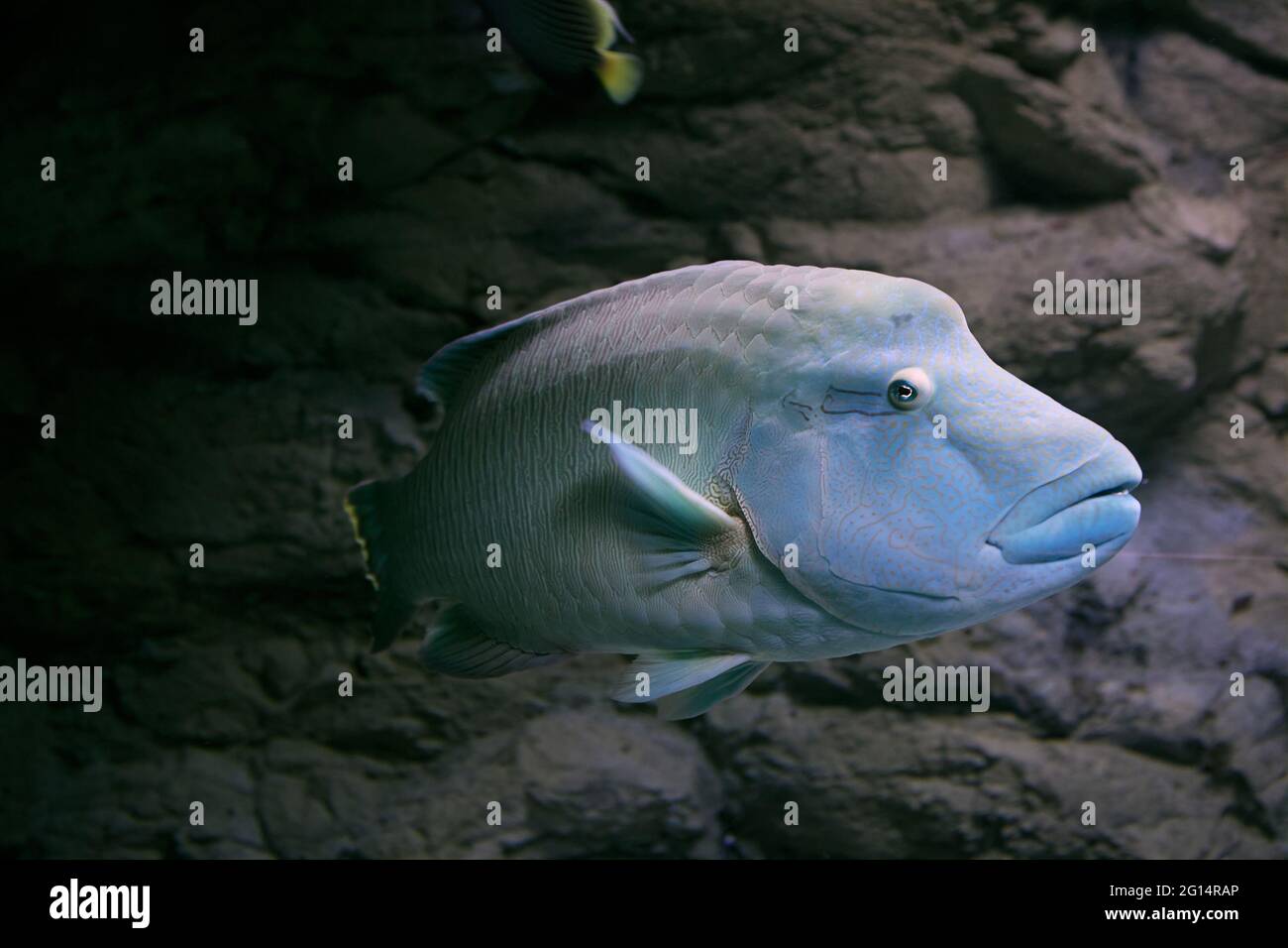 Humphead Maori Wrasse fish in Oceanarium of Saint Petersburg, Russia. Stock Photo