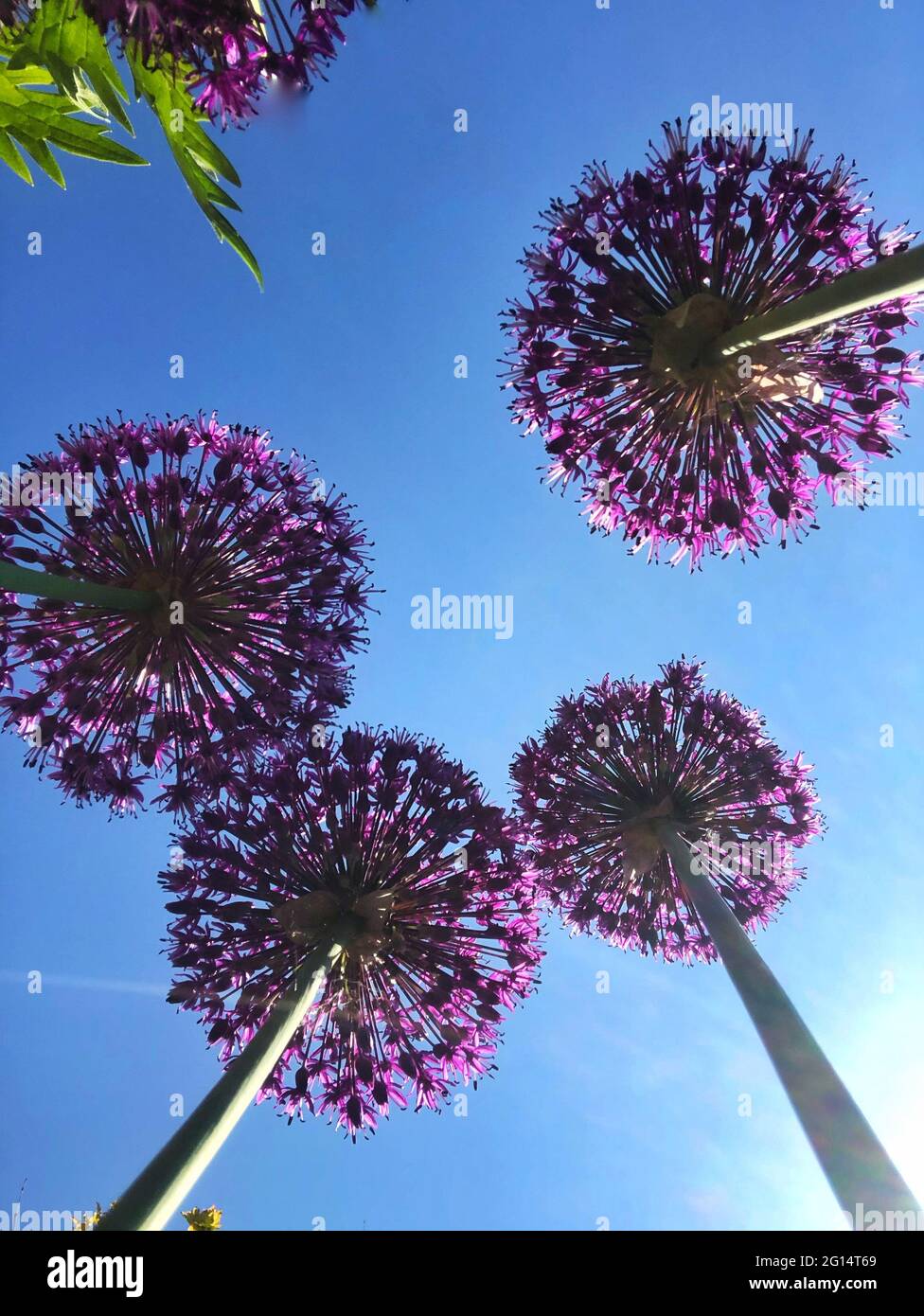 Low angle view looking up to the round heads of allium flowers waving in the wind under a bright blue sky with copy space Stock Photo