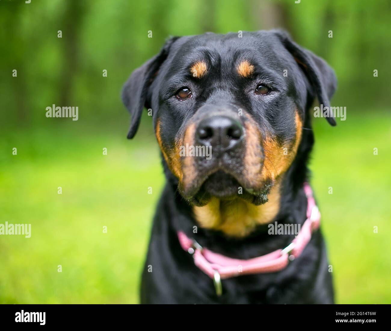 A purebred Rottweiler dog wearing a pink collar outdoors Stock Photo - Alamy