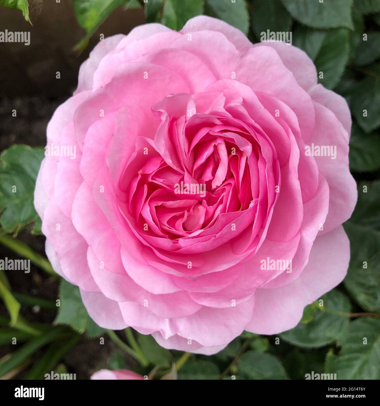 A Close up of the tightly packed petals of a.beautiful pink rose flower head in full bloom with copy space Stock Photo