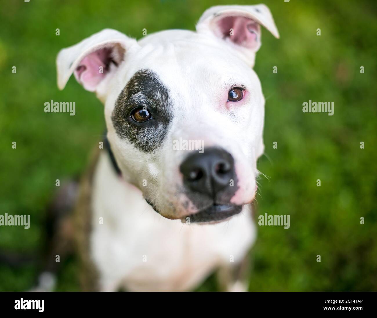 A Pit Bull Terrier mixed breed dog with brindle and white markings