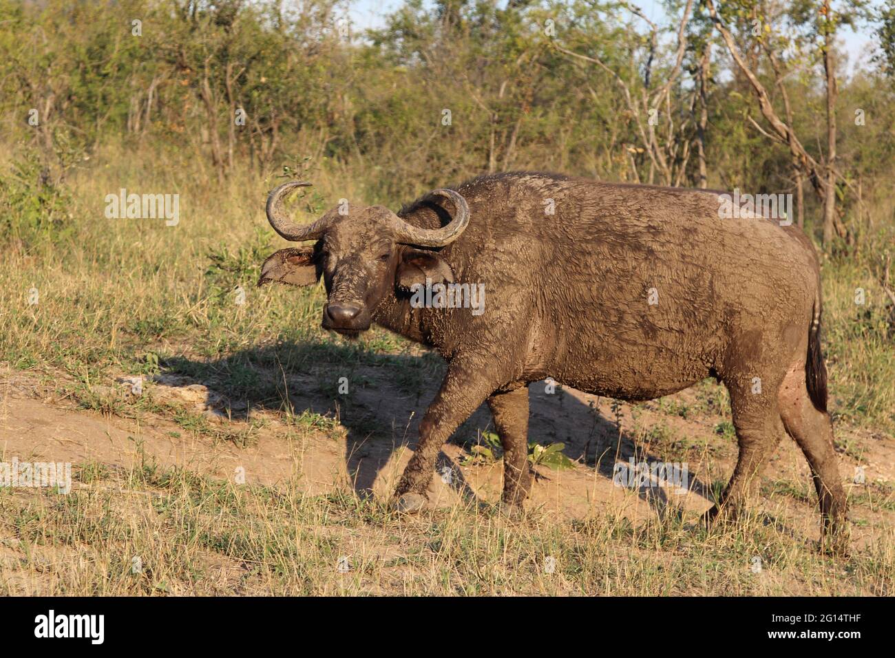 Kaffernbüffel / African buffalo / Syncerus caffer Stock Photo - Alamy