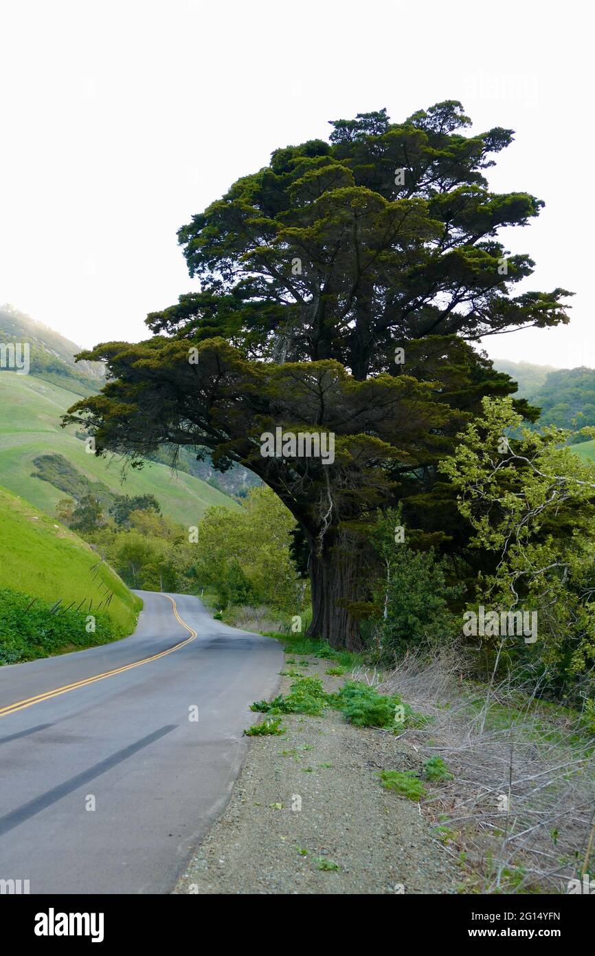 Two large pine trees hi-res stock photography and images - Alamy