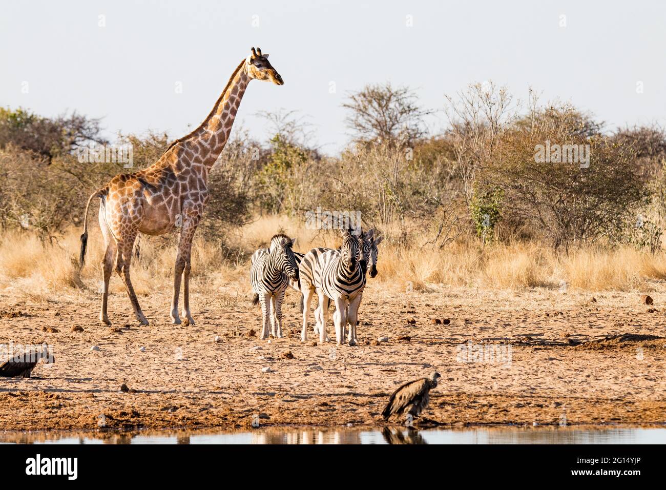 Meeting at a waterhole in Etosha National Park, Namibia. a giraffe, several zebras and two vultures peacefully enjoy the drinking water Stock Photo