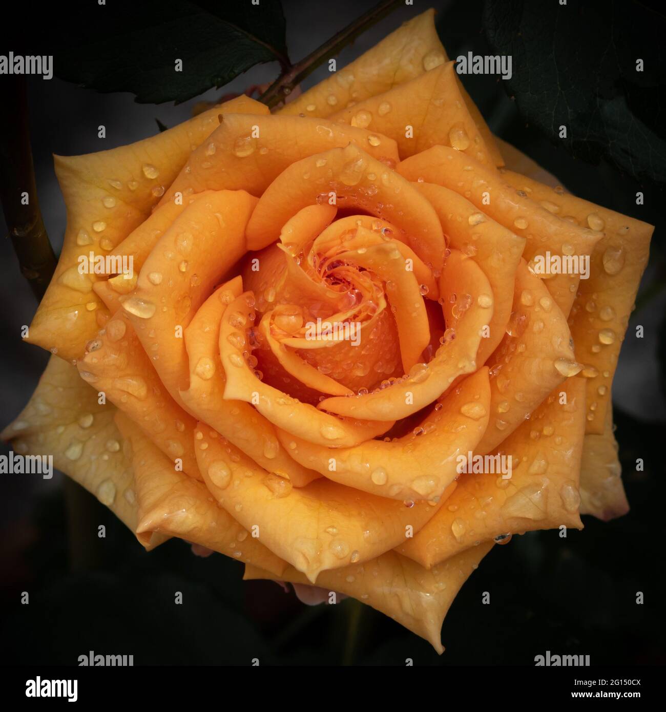 Close-up of orange rose with water droplets on the petals on a dark blurry background. Flower photo with moody tones taken after the rain Stock Photo