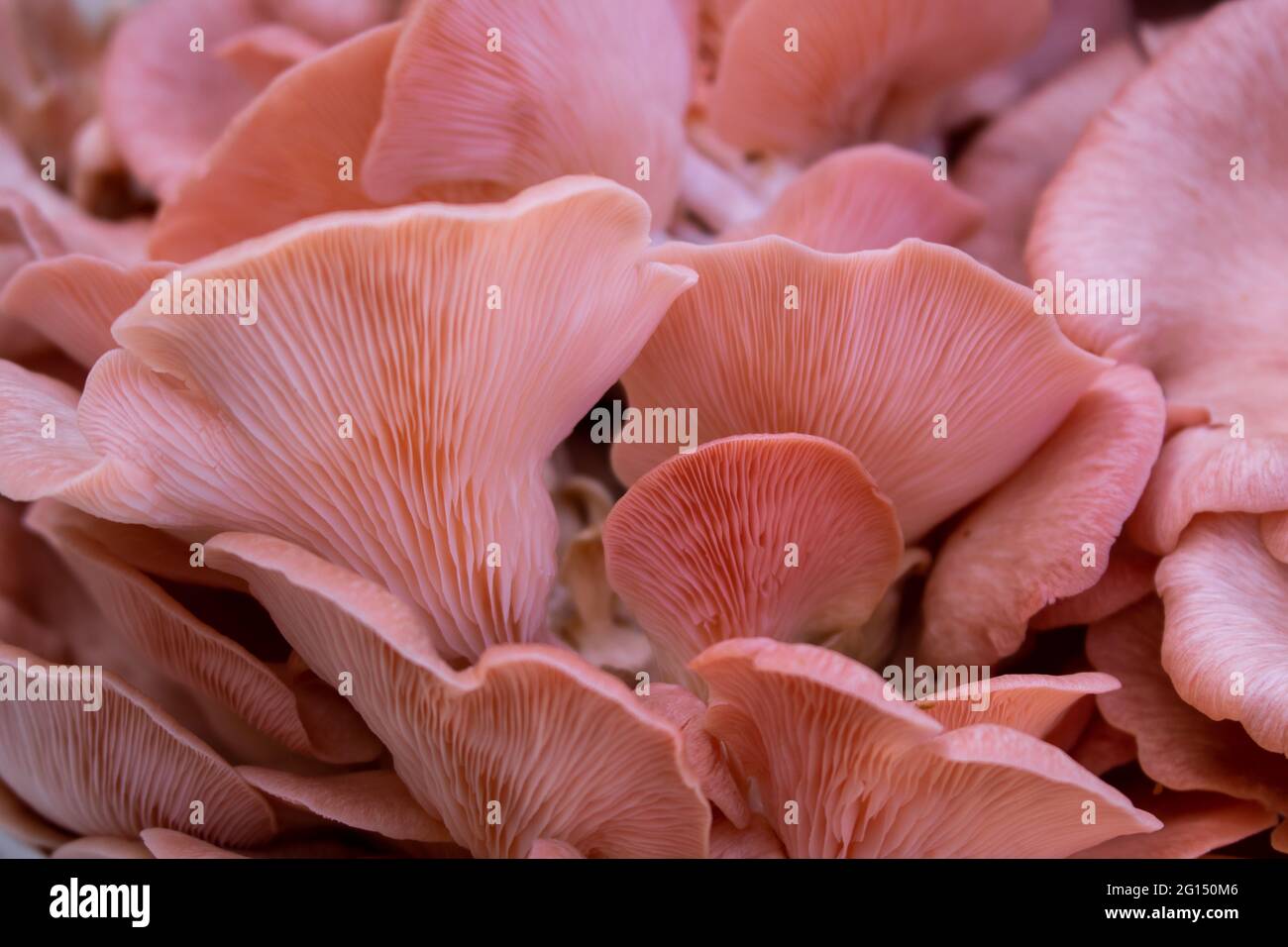 Close-up of pleurotus djamor or pink oyster mushrooms background Stock Photo