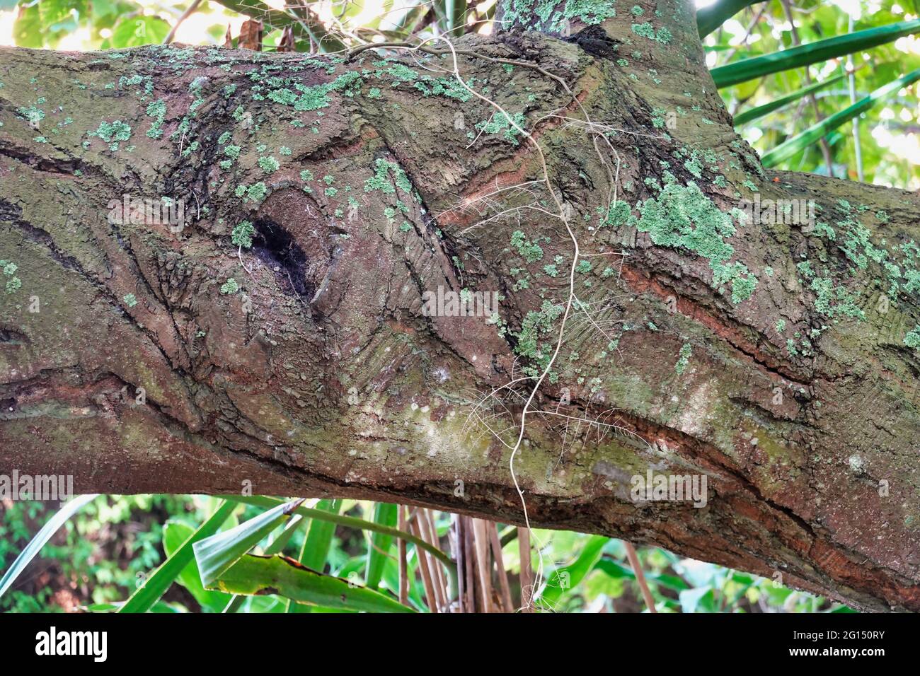 Scratches on tree hi-res stock photography and images - Alamy