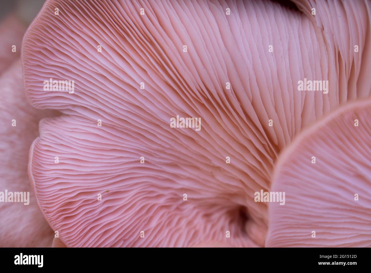 Close-up of the soft meaty texture of a pleurotus djamor or pink oyster mushroom. Detail of gills. Culinary or fungi culture abstract background Stock Photo