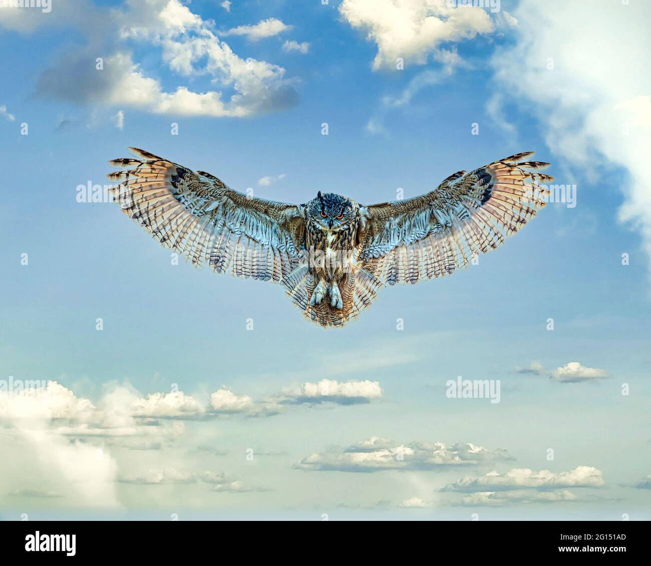 Great Horned Owl Stock Photo