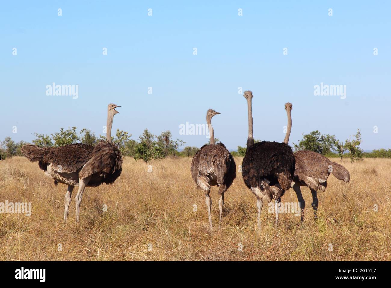 Ostrich Straußen-Liege – Mit Gesichtsausschnitt, Verstellbarer Rückenlehne & Tragegurt, Max. 113,4 Kg, Für Strand & Pool