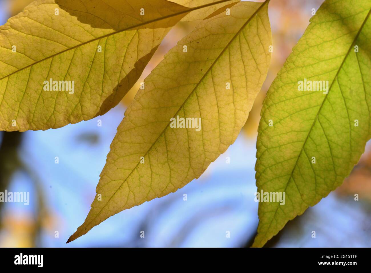Jersey autumn channel islands hi-res stock photography and images - Alamy
