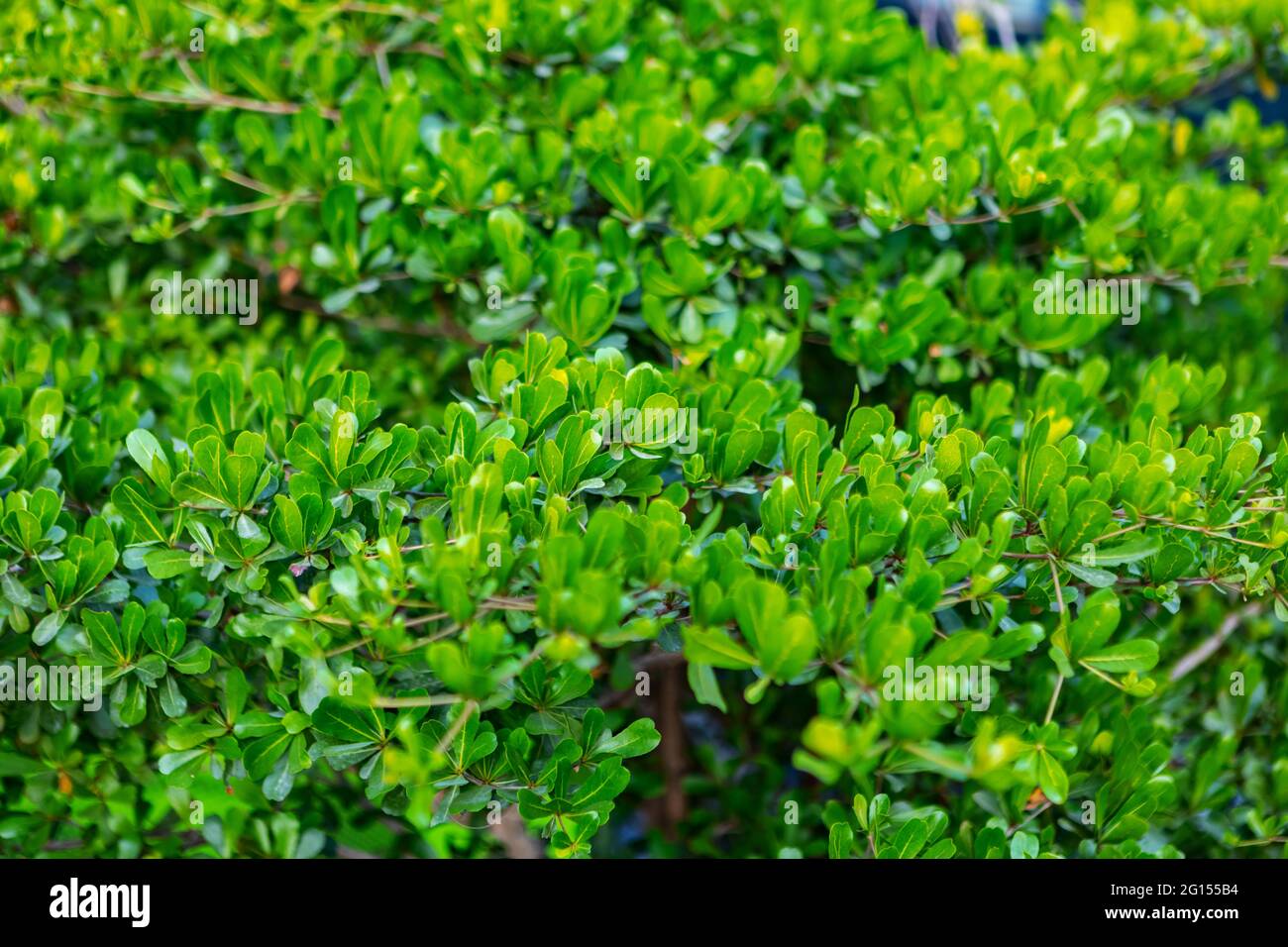 Green trimmed bush, city decoration, close up Stock Photo - Alamy