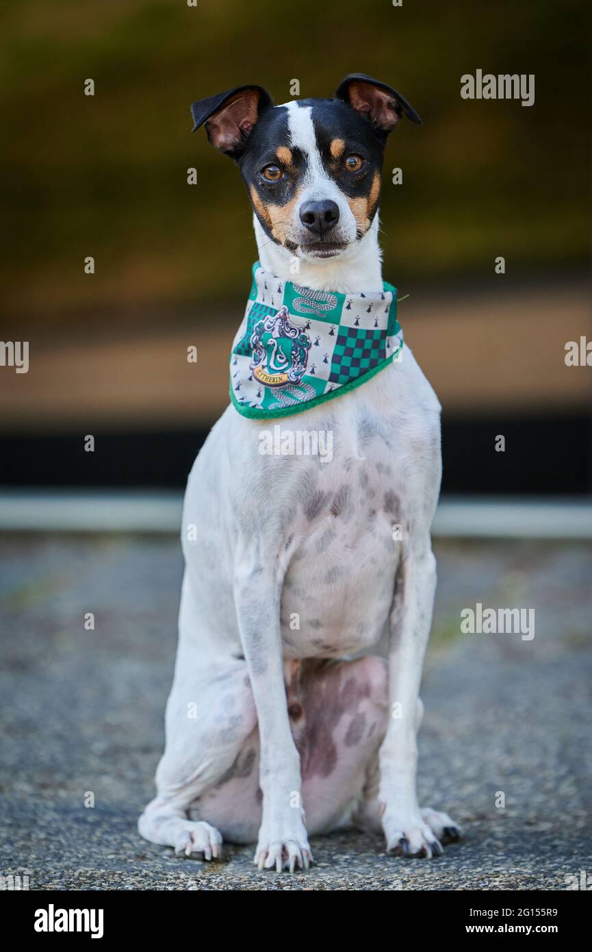 Portrait of a Ratonero Bodeguero Andaluz dog with a bandana standing on ...