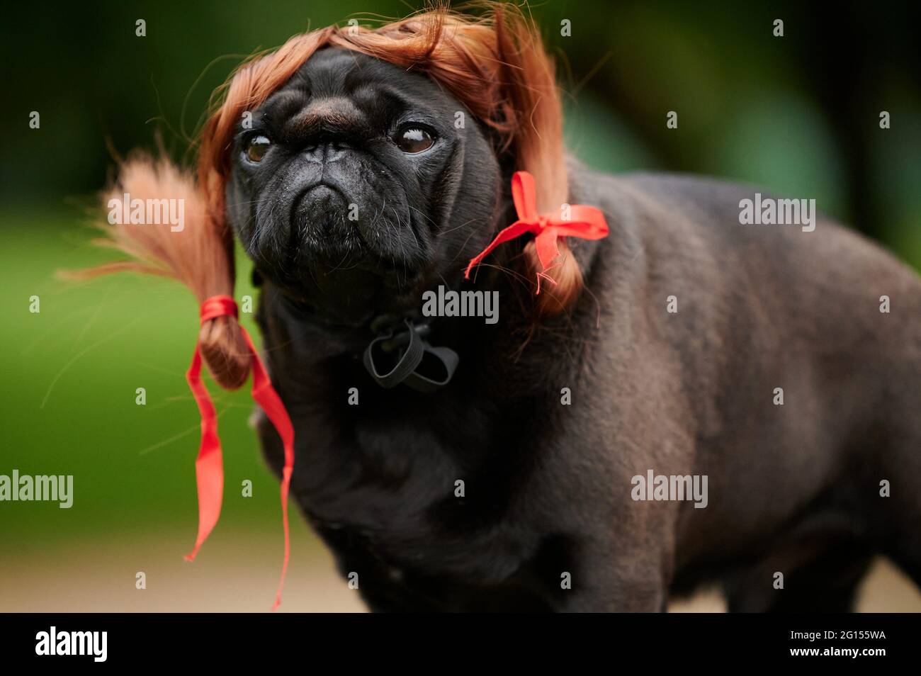 Portrait of a domestic black pug dog with a funny wig on a wooden