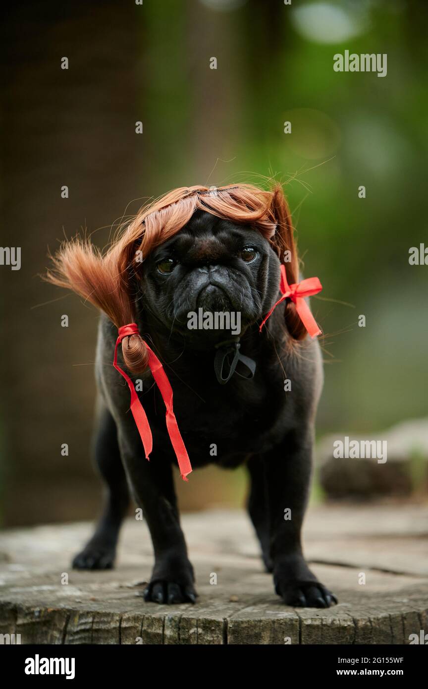 Vertical shot of a domestic black pug dog with a funny wig on a wooden  surface in a park Stock Photo - Alamy