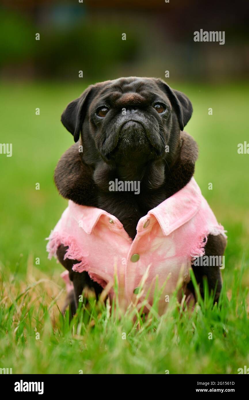 Vertical shot of an adorable black pug dog in a pink shirt in a park with a  blurred background Stock Photo - Alamy