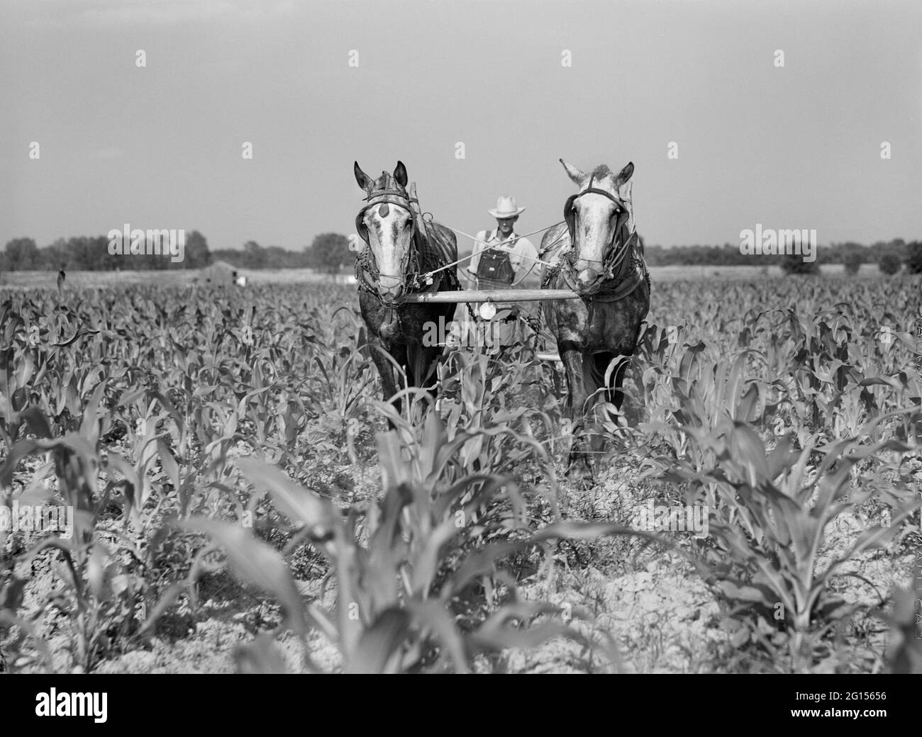 J.D. Anglin, cultivating his Corn with a pair of Mares, Transylvania Resettlement Project,  Transylvania, Louisiana, USA, Marion Post Wolcott, U.S. Farm Security Administration, June 1940 Stock Photo