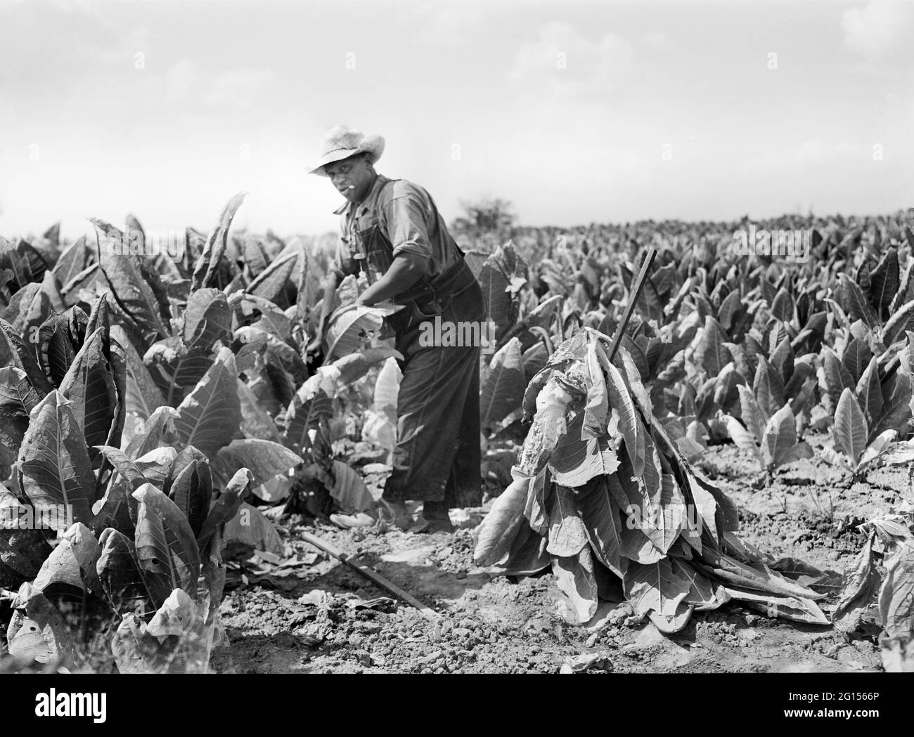 kentucky tobacco farms Farmer cutting Tobacco in Field, Kentucky, USA, Marion Post Wolcott, U.S.  Farm Security Administration, September 1940 Stock Photo