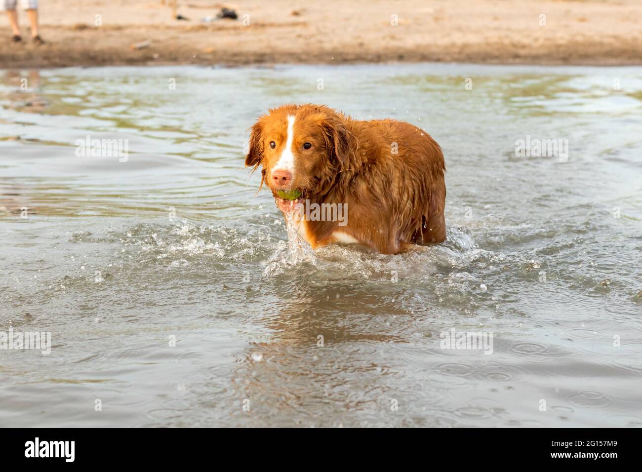 Nova Scotia Duck Tolling Retriever dog in the water at the beach with a ball in his mouth. Water dripping from face. Man's legs in background. Stock Photo