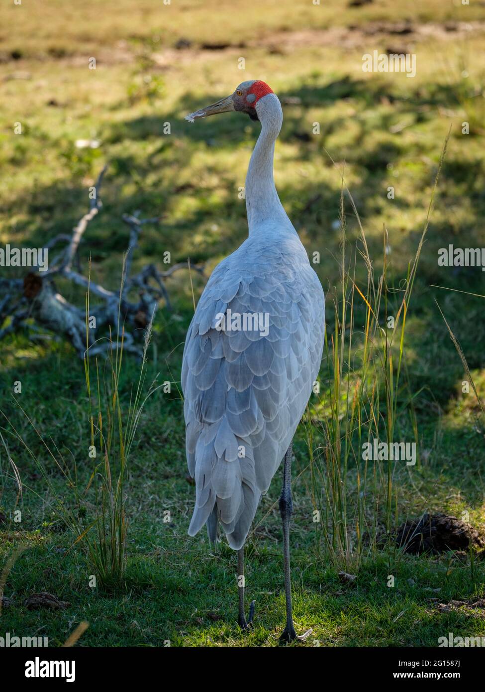 Dohles Rocks Brolga at Dohles Rocks Stock Photo - Alamy