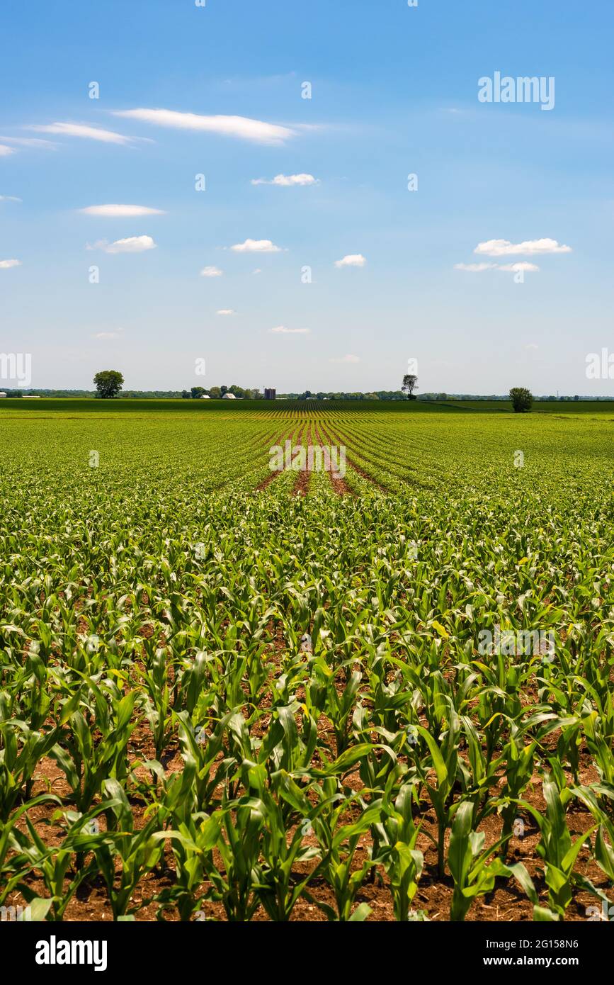 Rows of corn on a beautiful Spring afternoon in rural Illinois Stock ...