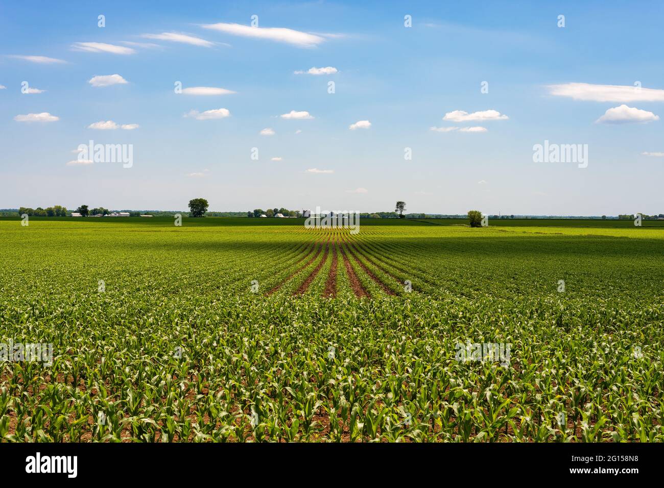 Rows of corn on a beautiful Spring afternoon in rural Illinois Stock ...