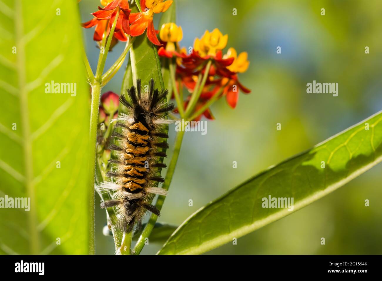 Milkweed Tussock Moth Caterpillar (Euchaetes egle) Stock Photo