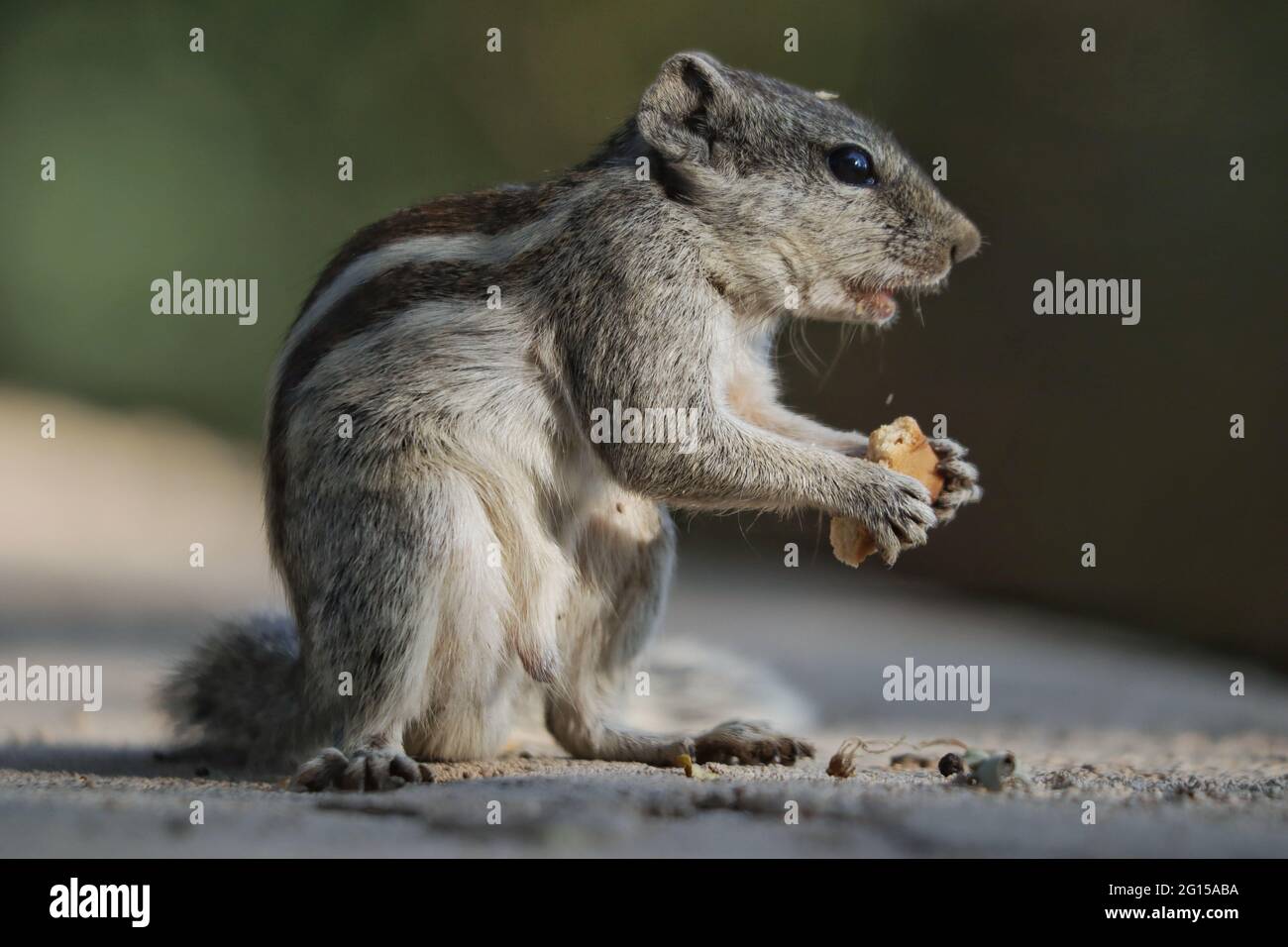 Portrait of an adorable gray chipmunk eating a cookie standing on hind