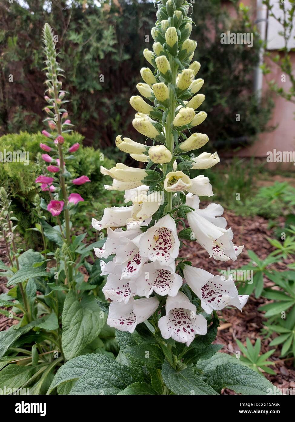 Closeup shot of white Verbascum Kynaston flower spike in the garden Stock Photo