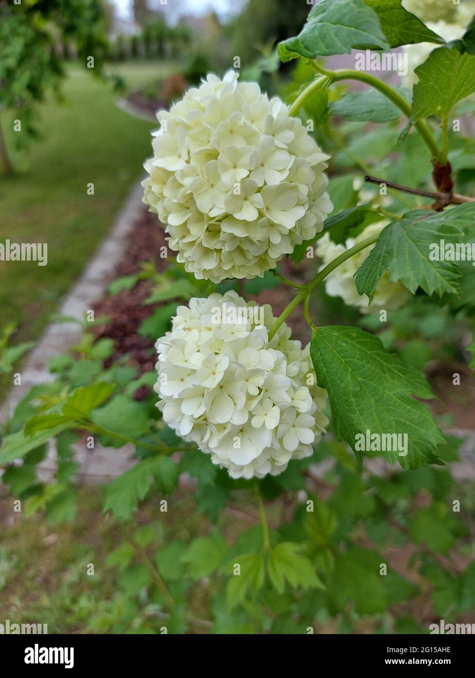 Closeup shot of two white lacecap hydrangea flower heads in the garden