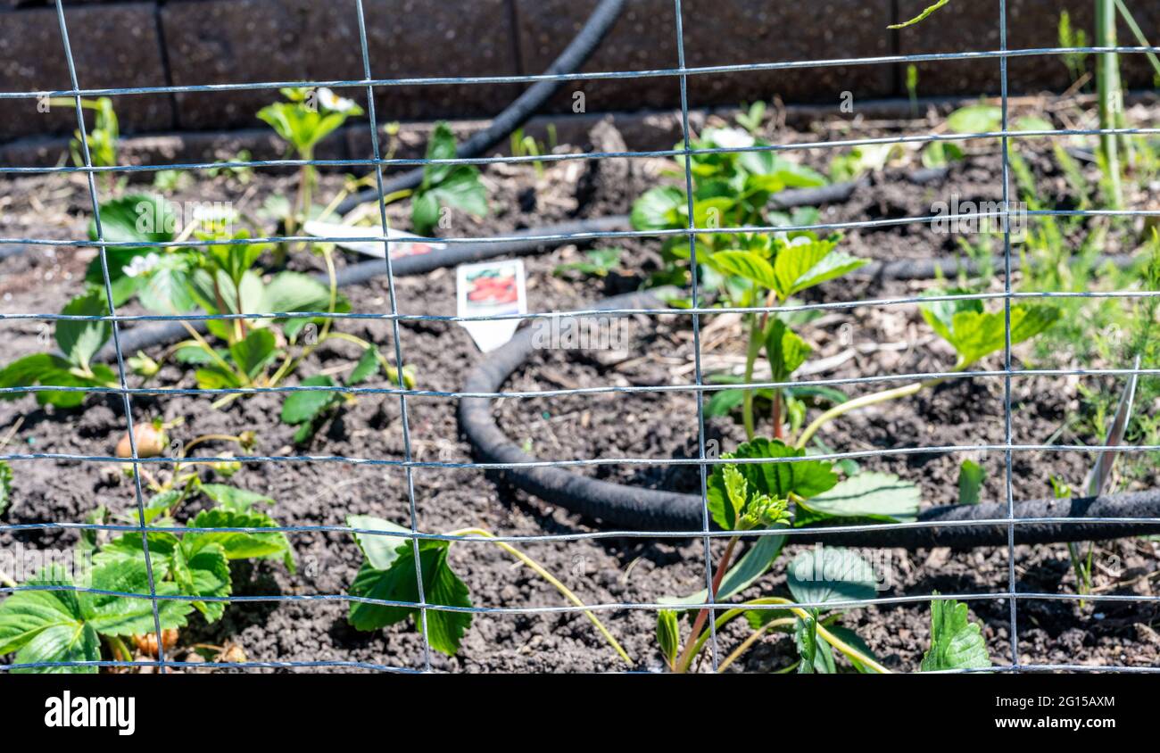 Garden with wire fencing to keep out rabbits. Strawberries planted in