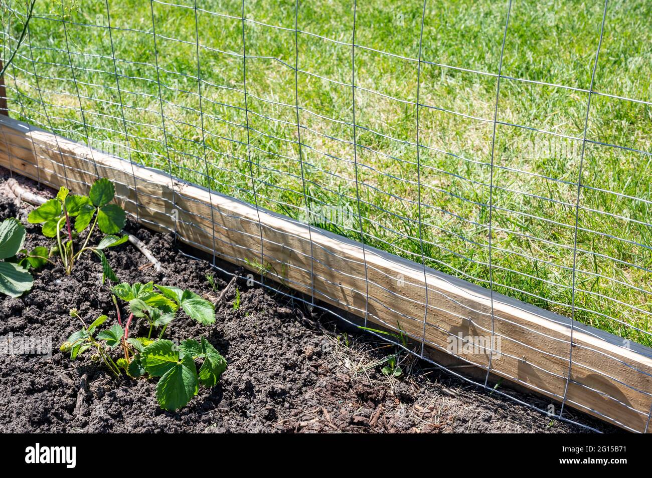 Garden with wire fencing to keep out rabbits. Strawberries planted in